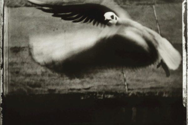 La mouette, 1998
© Sarah Moon